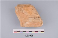 藏品(矽化木)的圖片